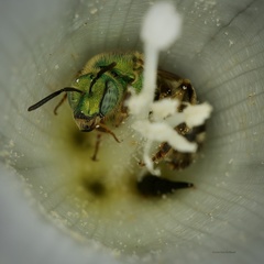 Agapostemon virescens