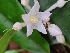 Ardisia brevicaulis