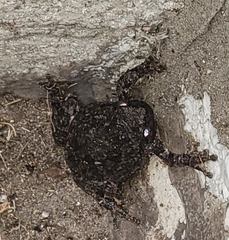 Hyla versicolor