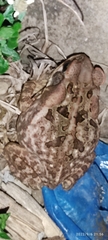 Rhinella