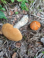 Leccinum versipelle