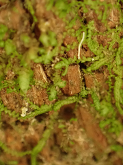 Marchantiophyta
