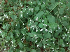 Heliotropium europaeum