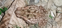 Rhinella