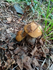 Leccinum versipelle