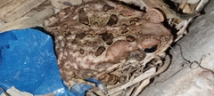 Rhinella