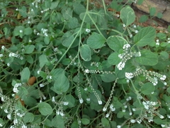 Heliotropium europaeum