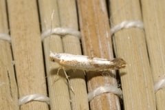 Argyresthia bonnetella