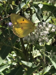 Colias eurytheme