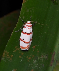 Cyana perornata