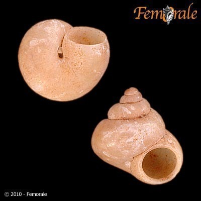 Craspedopomatidae