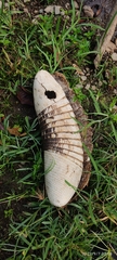 Dasypus novemcinctus