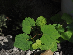 Ampelopsis glandulosa hancei