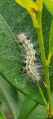Arctiinae