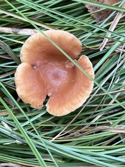 Lactarius