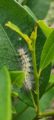 Arctiinae