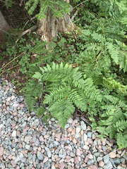 Pteridium