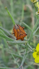 Carpocoris mediterraneus atlanticus