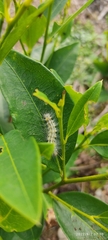 Arctiinae