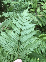 Pteridium