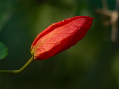 Passiflora tholozanii