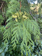 Thuja plicata