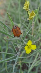 Carpocoris mediterraneus atlanticus