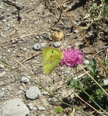 Colias croceus