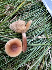 Lactarius
