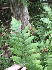 Pteridium