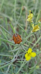 Carpocoris mediterraneus atlanticus