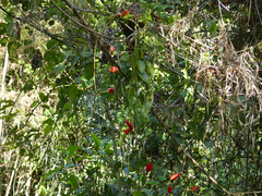 Passiflora tholozanii