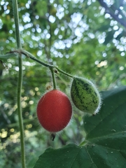 Thladiantha nudiflora