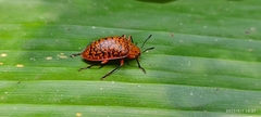 Erotylina