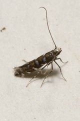 Parectopa ononidis