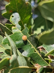 Xanthoteras eburneum