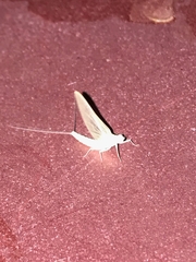 Ephemeroptera