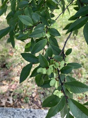 Ulmus parvifolia