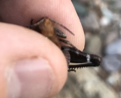 Tomonotus ferruginosus