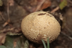 Scleroderma areolatum
