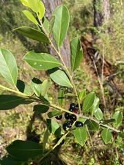 Ilex coriacea