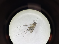 Coquillettidia perturbans