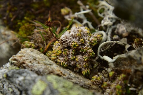 lomikameň machovitý (Saxifraga bryoides)