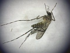 Coquillettidia perturbans