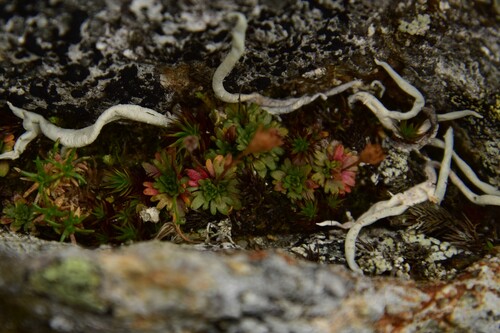 lomikameň trváci (Saxifraga wahlenbergii)