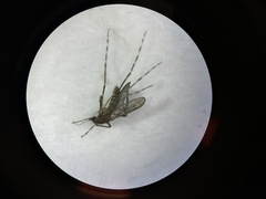 Coquillettidia perturbans