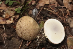 Scleroderma areolatum