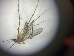 Coquillettidia perturbans