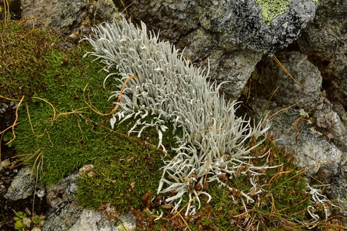 tamnólia červovitá (Thamnolia vermicularis)