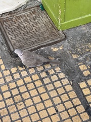 Streptopelia decaocto